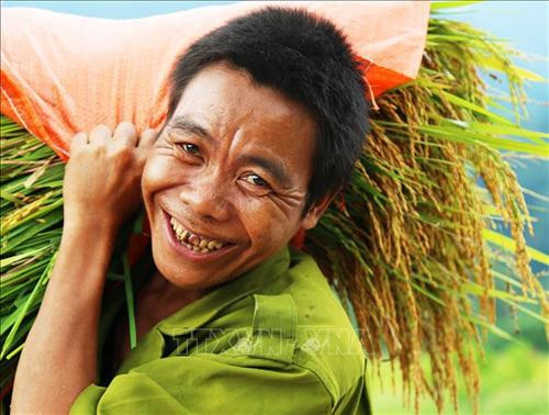 Bà con đồng bào Rục tại xã Thượng Hóa, huyện Minh Hóa phấn khởi thu hoạch lúa trên cách đồng Rục Làn. Ảnh: Mạnh Thành, Đức Thọ - TTXVN