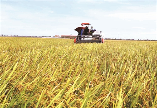 Công ty trách nhiệm hữu hạn Toản Xuân, xã Yên Lương, huyện Ý Yên (Nam Định) thu hoạch lúa Bắc Thơm cung cấp cho thị trường Hà Nội