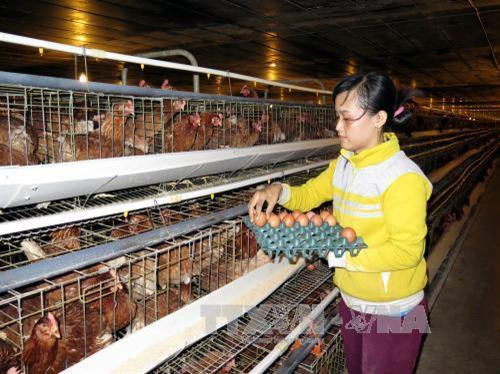 Trang trại nuôi gia cầm Lê văn Dương tham gia Đề án truy xuất nguồn gốc thịt gia cầm, trứng gia cầm của Công ty CP Thực phẩm Vĩnh Thành Đạt. Ảnh: Hoàng Hải-TTXVN Trang trại nuôi gia cầm Lê văn Dương tham gia Đề án truy xuất nguồn gốc thịt gia cầm, trứng gia cầm của Công ty CP Thực phẩm Vĩnh Thành Đạt. Ảnh: Hoàng Hải-TTXVN