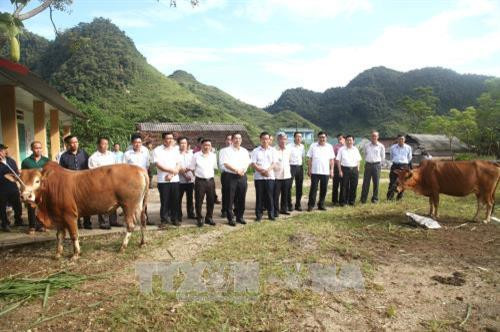 Bộ trưởng Bộ Khoa học và Công nghệ Chu Ngọc Anh và đoàn công tác thăm mô hình nuôi bò bằng phương pháp thụ tinh nhân tạo tại xã Thanh Vân thuộc huyện Quản Bạ, tỉnh Hà Giang. Ảnh: Minh Tâm-TTXVN Bộ trưởng Bộ Khoa học và Công nghệ Chu Ngọc Anh và đoàn công tác thăm mô hình nuôi bò bằng phương pháp thụ tinh nhân tạo tại xã Thanh Vân thuộc huyện Quản Bạ, tỉnh Hà Giang. Ảnh: Minh Tâm-TTXVN