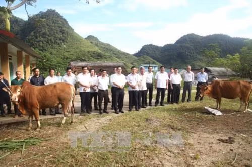 Bộ trưởng Bộ Khoa học và Công nghệ Chu Ngọc Anh và đoàn công tác thăm mô hình nuôi bò bằng phương pháp thụ tinh nhân tạo tại xã Thanh Vân thuộc huyện Quản Bạ, tỉnh Hà Giang. Ảnh: Minh Tâm-TTXVN