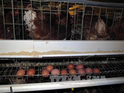 Trang trại nuôi gia cầm Lê văn Dương tham gia Đề án truy xuất nguồn gốc thịt gia cầm, trứng gia cầm của Công ty CP Thực phẩm Vĩnh Thành Đạt. Ảnh: Hoàng Hải-TTXVN Trang trại nuôi gia cầm Lê văn Dương tham gia Đề án truy xuất nguồn gốc thịt gia cầm, trứng gia cầm của Công ty CP Thực phẩm Vĩnh Thành Đạt. Ảnh: Hoàng Hải-TTXVN