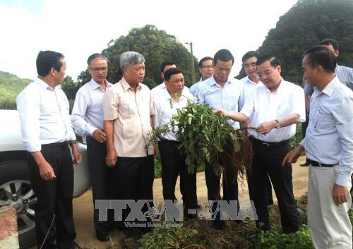 Bộ trưởng Bộ Khoa học và Công nghệ Chu Ngọc Anh và đoàn công tác thăm mô hình trồng cây dược liệu của Công ty An Vy tại xã Quyết Tiến thuộc huyện Quản Bạ, tỉnh Hà Giang. Ảnh: Minh Tâm-TTXVN Bộ trưởng Bộ Khoa học và Công nghệ Chu Ngọc Anh và đoàn công tác thăm mô hình trồng cây dược liệu của Công ty An Vy tại xã Quyết Tiến thuộc huyện Quản Bạ, tỉnh Hà Giang. Ảnh: Minh Tâm-TTXVN