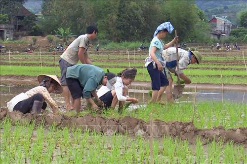 Được sự tuyên truyền của chính quyền, người dân vùng lũ Mường La đã khôi phục diện tích ruộng nước. Ảnh: Hữu Quyết - TTXVN Được sự tuyên truyền của chính quyền, người dân vùng lũ Mường La đã khôi phục diện tích ruộng nước. Ảnh: Hữu Quyết - TTXVN