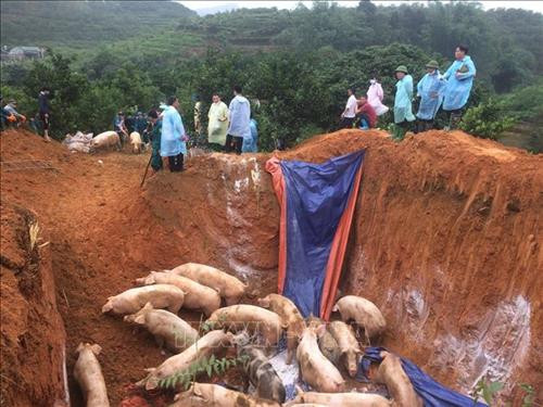Lực lượng chức năng tiến hành tiêu hủy đàn lợn ở Yên Bái. Ảnh: Ngọc Anh - TTXVN Lực lượng chức năng tiến hành tiêu hủy đàn lợn ở Yên Bái. Ảnh: Ngọc Anh - TTXVN