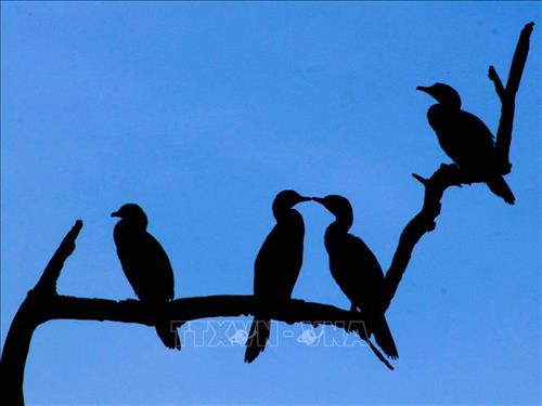 Chim cồng cọc tại vườn chim. Ảnh: Kim Há - TTXVN Chim cồng cọc tại vườn chim. Ảnh: Kim Há - TTXVN