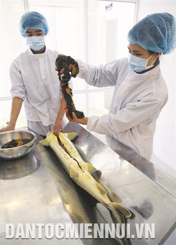 Ở Việt Nam, Lâm Đồng là một trong những tỉnh đầu tiên thu hoạch được trứng cá tầm Ở Việt Nam, Lâm Đồng là một trong những tỉnh đầu tiên thu hoạch được trứng cá tầm