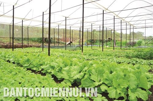 Trồng rau an toàn đem lại thu nhập ổn định cho nhiều hộ đồng bào dân tộc ở thị xã Gia Nghĩa