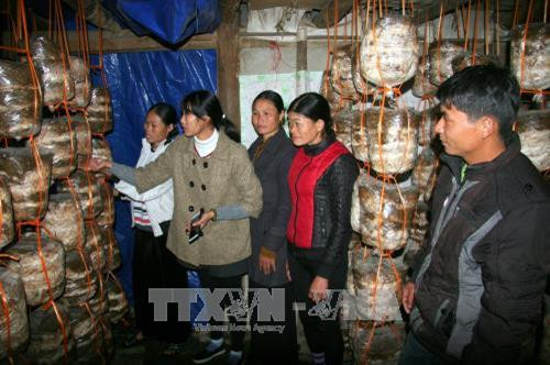 Lớp đào tạo nghề trồng nấm rơm đồng bào dân tộc bản Én Luông, xã Mường Than, huyện Than Uyên. Ảnh: Quang Duy - TTXVN Lớp đào tạo nghề trồng nấm rơm đồng bào dân tộc bản Én Luông, xã Mường Than, huyện Than Uyên. Ảnh: Quang Duy - TTXVN