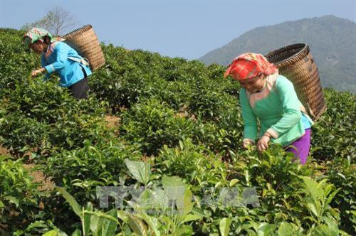 Thu hoạch chè giúp nâng cao kinh tế cho người dân vùng đồng bào dân tộc ở huyện Than Uyên. Ảnh: Quang Duy - TTXVN Thu hoạch chè giúp nâng cao kinh tế cho người dân vùng đồng bào dân tộc ở huyện Than Uyên. Ảnh: Quang Duy - TTXVN