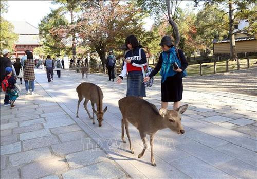 Hình ảnh đàn hươu lang thang dưới các gốc cây, thảm cỏ làm du khách khi đến thăm quan tưởng chừng như lạc vào một khu rừng cổ tích. Thậm chí, hươu còn được người dân Nara xem như một báu vật mà thiên nhiên đã ban tặng cho thành phố này. Ảnh: Huy Hùng – TTXVN Vào mùa thu, lá cây trong công viên Nara chuyển sang màu vàng đỏ rực rỡ, là điểm níu kéo các du khách khắp nơi đến tham quan. Ảnh: Huy Hùng – TTXVN Loài hươu ở đây rất gần gũi với con người bởi chúng đã được người dân địa phương thuần hóa, nên khi đến đây, du khách có thể thoải mái làm quen, vui đùa cùng bầy hươu. Ảnh: Huy Hùng – TTXVN Hươu Nara đã được thuần hóa từ lâu đời nên chúng có thể tiếp cận với con người một cách rất tự nhiên. Ảnh: Huy Hùng – TTXVN Công viên Nara là một trong những điểm du lịch khá nổi tiếng của du lịch Nhật Bản. Ảnh: Huy Hùng – TTXVN Công viên tọa lạc ở nơi thu hút du khách nhất thành phố Nara với những địa điểm nổi tiếng như chùa Todaiji, đền Kasuga Taisha, chùa Kofukuji và bảo tàng quốc tế Nara. Hươu Nara đã được thuần hóa từ lâu đời nên chúng có thể tiếp cận với con người một cách rất tự nhiên. Ảnh: Huy Hùng – TTXVN Chùa Todai-ji trong quần thể công viên Nara được coi là một di sản văn hóa thế giới, được xây dựng vào năm 728. Ngôi chùa được đánh giá là công trình kiến trúc gỗ lớn nhất thế giới. Ảnh: Huy Hùng – TTXVN