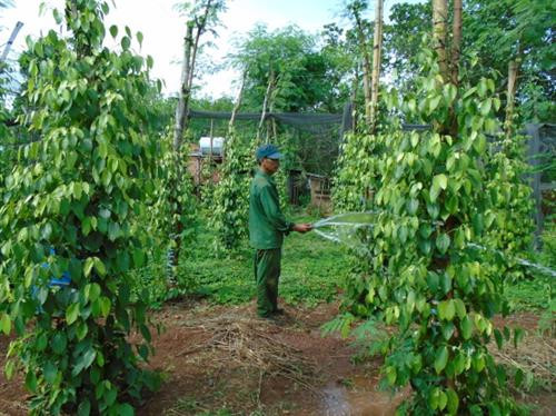 Nhờ có điện, nông dân Tiểu khu 67 đã biết khoan giếng phục vụ tưới tiêu, vươn lên làm chủ cuộc sống. Ảnh: bienphong.com.vn