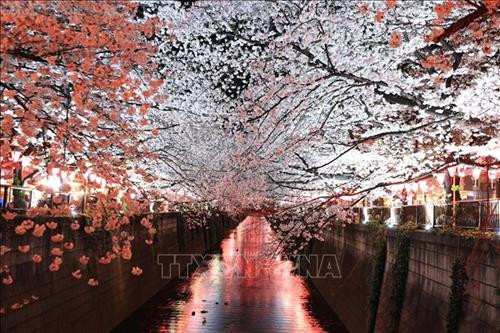 Hoa anh đào nở rộ trên sông Meguro, thủ đô Tokyo, Nhật Bản, ngày 3/4/2019. Ảnh: THX/ TTXVN Hoa anh đào nở rộ tại thủ đô Tokyo, Nhật Bản, ngày 27/3/2019. Ảnh: Kyodo/ TTXVN Người dân chiêm ngưỡng vẻ đẹp của hoa anh đào tại Tokyo, Nhật Bản, ngày 30/3/2019. Ảnh: Kyodo/ TTXVN Hoa anh đào nở rộ trên sông Meguro, thủ đô Tokyo, Nhật Bản, ngày 3/4/2019. Ảnh: THX/ TTXVN Hoa anh đào nở rộ tại thủ đô Tokyo, Nhật Bản, ngày 27/3/2019. Ảnh: Kyodo/ TTXVN Người dân chiêm ngưỡng vẻ đẹp của hoa anh đào tại Tokyo, Nhật Bản, ngày 30/3/2019. Ảnh: Kyodo/ TTXVN