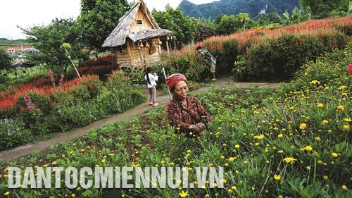Người dân thị trấn Mộc Châu chăm sóc vườn hoa đón du khách tới tham quan