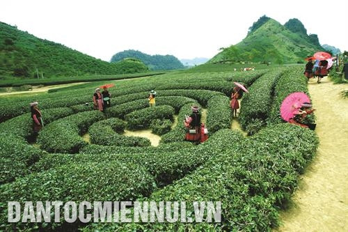 Đồi chè được trồng hình trái tim tạo cảnh quan đẹp tại thị trấn nông trường Mộc Châu