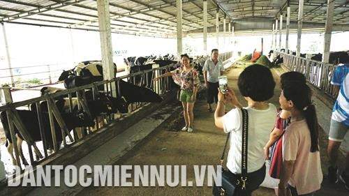 Tới Mộc Châu, du khách tham quan trang trại bò sữa, tận mắt chứng kiến quy trình sản xuất các sản phẩm làm từ sữa