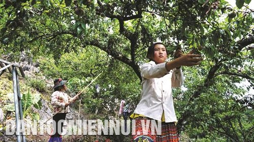 Đến Mộc Châu mùa mận chín (tháng 5 - 6, dương lịch), du khách được tham gia thu hoạch mận cùng người dân bản địa