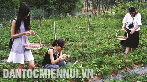 Một trong những điểm du lịch mới ở Mộc Châu thu hút rất đông du khách là Trang trại dâu tây Chimi tại khu rừng thông bản Áng, xã Đông Sang