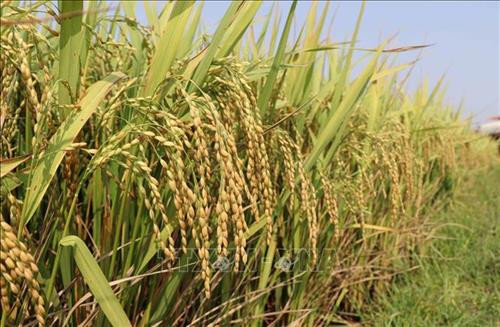 Những bông lúa vàng trĩu hạt, mang đến vụ mùa bội thu tại vựa lúa Phú Thiện, tỉnh Gia Lai. Ảnh: Hoài Nam - TTXVN