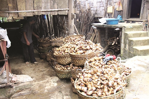 Sau khi thu hoạch dong riềng, đồng bào chọn những củ to, già rửa sạch rồi cho vào máy xát