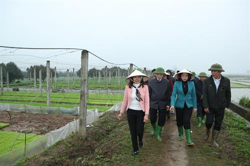 Trước khi làm việc với lãnh đạo huyện Thạch Thất, Phó Bí thư Thường trực Thành ủy Hà Nội Ngô Thị Thanh Hằng và đoàn công tác của Ban Chỉ đạo Chương trình số 02-CTr/TU đã đi thăm, kiểm tra mô hình trồng khoai tây vụ Xuân tại xã Hương Ngải, huyện Thạch Thất (Hà Nội).