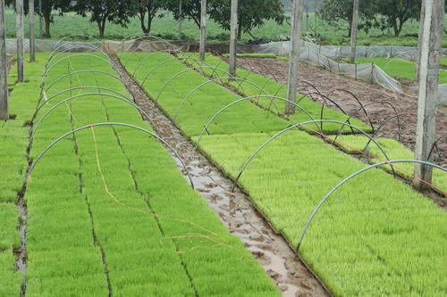 Phó Bí thư Thường trực Thành ủy Hà Nội Ngô Thị Thanh Hằng và đoàn công tác của Ban Chỉ đạo Chương trình số 02-CTr/TU kiểm tra mô hình mạ khay, máy cấy tại xã Hương Ngải, huyện Thạch Thất (Hà Nội). Phó Bí thư Thường trực Thành ủy Hà Nội Ngô Thị Thanh Hằng và Giám đốc Sở Nông nghiệp và Phát triển nông thôn Hà Nội Chu Phú Mỹ trao đổi kinh nghiệm về việc áp dụng mô hình mạ khay, máy cấy trên địa bàn huyện Thạch Thất (Hà Nội). Phó Bí thư Thường trực Thành ủy Hà Nội Ngô Thị Thanh Hằng thăm hỏi, chúc mừng năm mới một số nông dân và thành viên Hợp tác xã Nông nghiệp xã Hương Ngải. Phó Bí thư Thường trực Thành ủy Hà Nội Ngô Thị Thanh Hằng tặng quà nông dân xã Hương Ngải, huyện Thạch Thất (Hà Nội).