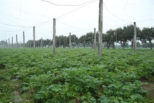 Trước khi làm việc với lãnh đạo huyện Thạch Thất, Phó Bí thư Thường trực Thành ủy Hà Nội Ngô Thị Thanh Hằng và đoàn công tác của Ban Chỉ đạo Chương trình số 02-CTr/TU đã đi thăm, kiểm tra mô hình trồng khoai tây vụ Xuân tại xã Hương Ngải, huyện Thạch Thất (Hà Nội).