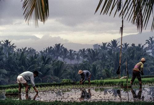 Loạt ảnh ấn tượng về cuộc sống ở Indonesia năm 1993 ảnh 10 Loạt ảnh ấn tượng về cuộc sống ở Indonesia năm 1993 ảnh 10
