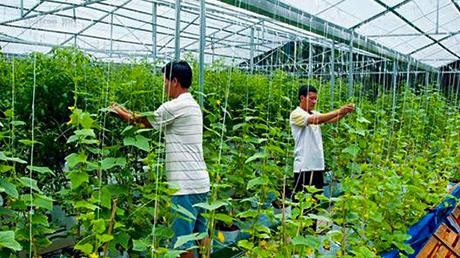 Các loại rau phát triển tốt trong nhà vườn thông minh. Ảnh: baokontum.com.vn Các loại rau phát triển tốt trong nhà vườn thông minh. Ảnh: baokontum.com.vn