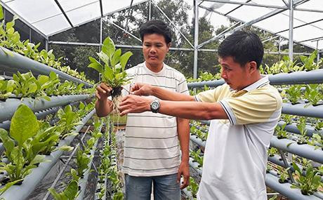 200m2 rau thủy canh sạch sâu bệnh, độc tố. Ảnh: baokontum.com.vn 200m2 rau thủy canh sạch sâu bệnh, độc tố. Ảnh: baokontum.com.vn