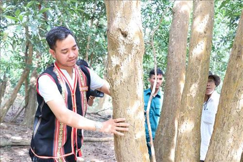 Cây trắc khoảng 20 năm tuổi mọc trong vườn nhà anh Trà, người dân tộc Bahnar, làng Mor, xã Đăk Tơ Ver, huyện Chư Păh. Ảnh: Hồng Điệp - TTXVN Cây trắc khoảng 20 năm tuổi mọc trong vườn nhà anh Trà, người dân tộc Bahnar, làng Mor, xã Đăk Tơ Ver, huyện Chư Păh. Ảnh: Hồng Điệp - TTXVN