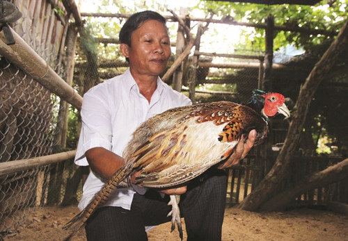 Nuôi chim trĩ đem lại hiệu quả kinh tế cao Nuôi chim trĩ đem lại hiệu quả kinh tế cao