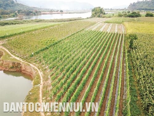 Trồng khổ qua (mướp đắng) góp phần tăng hiệu quả kinh tế, từng bước thay đổi tập quán canh tác của đồng bào dân tộc ở xã La Ngâu, huyện Tánh Linh. Nhiều hộ đồng bào K'ho ở xã La Ngâu, huyện Tánh Linh đã tổ chức liên kết trồng bắp (ngô) cho năng suất cao, mang lại hiệu quả kinh tế. Cao su là cây trồng chủ lực trong huyện, góp phần giải quyết việc làm, tăng thu nhập cho hàng nghìn lao động ở nông thôn, miền núi.