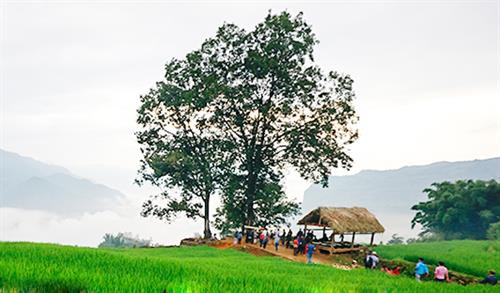 Địa đểm tổ chức Lễ hội Khô Già Già thường là một bãi đất rộng cạnh bìa rừng. Nơi đây có lán thờ được người dân làm bằng gỗ, lợp mái cỏ. Lễ hội thường diễn ra vào đầu tháng 6 âm lịch. Mở đầu là nghi thức mổ trâu hiến tế thần linh thu hút đông thanh niên, trai tráng tham gia Vào ngày hôm sau, mỗi gia đình đều tự chuẩn bị mâm lễ vật mang đến rừng làm lễ cúng thần linh. Mỗi mâm lễ, ngoài thịt trâu còn có các nông sản do người dân tự trồng cấy, chăn nuôi được như thịt gà, thịt lợn, đậu tương, bí đỏ, lạc rang, rượu trắng… Thầy cúng tại thôn Choản Thèn, xã Y Tý chuẩn bị đồ cho lễ cúng. Hai thầy cúng chính thực hiện nghi lễ cúng thần đất, thần nước, thần rừng. Các thầy cúng còn làm lễ cúng tại cột đu quay, đu dây và thực hiện nghi thức thử đu để kiểm tra độ an toàn trước khi cho phép người dân và trẻ em tham gia. Sau nghi lễ cúng, các mâm lễ vật được chuyển vào lán thờ và đại diện các gia đình ngồi ăn cơm, uống rượu, chia sẻ kinh nghiệm sản xuất. Người dân trong thôn được nghỉ 3 ngày để vui chơi, kiêng vào rừng chặt cây, lấy củi, đào đất… Lễ hội Khô Già Già chứa đựng ý nghĩa nhân văn sâu sắc, được đồng bào Hà Nhì đen trên vùng cao Bát Xát gìn giữ qua nhiều thế hệ. Địa đểm tổ chức Lễ hội Khô Già Già thường là một bãi đất rộng cạnh bìa rừng. Nơi đây có lán thờ được người dân làm bằng gỗ, lợp mái cỏ. Lễ hội thường diễn ra vào đầu tháng 6 âm lịch. Mở đầu là nghi thức mổ trâu hiến tế thần linh thu hút đông thanh niên, trai tráng tham gia Vào ngày hôm sau, mỗi gia đình đều tự chuẩn bị mâm lễ vật mang đến rừng làm lễ cúng thần linh. Mỗi mâm lễ, ngoài thịt trâu còn có các nông sản do người dân tự trồng cấy, chăn nuôi được như thịt gà, thịt lợn, đậu tương, bí đỏ, lạc rang, rượu trắng… Thầy cúng tại thôn Choản Thèn, xã Y Tý chuẩn bị đồ cho lễ cúng. Hai thầy cúng chính thực hiện nghi lễ cúng thần đất, thần nước, thần rừng. Các thầy cúng còn làm lễ cúng tại cột đu quay, đu dây và thực hiện nghi thức thử đu để kiểm tra độ an toàn trước khi cho phép người dân và trẻ em tham gia. Sau nghi lễ cúng, các mâm lễ vật được chuyển vào lán thờ và đại diện các gia đình ngồi ăn cơm, uống rượu, chia sẻ kinh nghiệm sản xuất. Người dân trong thôn được nghỉ 3 ngày để vui chơi, kiêng vào rừng chặt cây, lấy củi, đào đất… Lễ hội Khô Già Già chứa đựng ý nghĩa nhân văn sâu sắc, được đồng bào Hà Nhì đen trên vùng cao Bát Xát gìn giữ qua nhiều thế hệ.