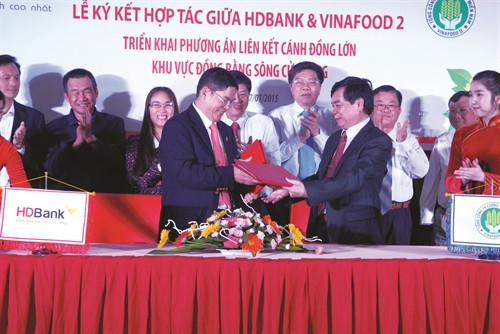 Mới đây, tại thành phố Hồ Chí Minh, Tổng Công ty lương thực Miền Nam đã ký hợp tác với HD Bank, cung ứng vốn vay cho bà con nông dân để thực hiện phương án liên kết cánh đồng lớn ở khu vực Đồng bằng sông Cửu Long Mới đây, tại thành phố Hồ Chí Minh, Tổng Công ty lương thực Miền Nam đã ký hợp tác với HD Bank, cung ứng vốn vay cho bà con nông dân để thực hiện phương án liên kết cánh đồng lớn ở khu vực Đồng bằng sông Cửu Long