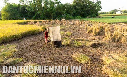Đồng bào các dân tộc ở Vĩnh Châu đang cùng canh tác một vụ, tập trung chủ yếu ở vùng đất giồng cát ven biển. Ảnh: Trần Chí Kông Đồng bào các dân tộc ở Vĩnh Châu đang cùng canh tác một vụ, tập trung chủ yếu ở vùng đất giồng cát ven biển. Ảnh: Trần Chí Kông