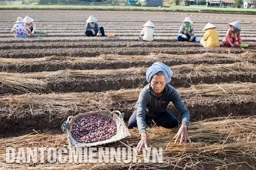 Với diện tích trồng hàng năm lên đến hàng nghìn ha cùng chất đất pha cát thích hợp, hành tím là cây trồng chủ lực của bà con các dân tộc ở Vĩnh Châu. Ảnh: Trần Chí Kông
