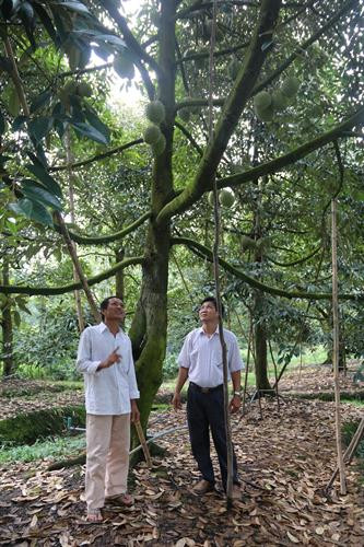 Ông Huỳnh Văn Sẵn, cư ngụ tại ấp Mỹ Thuận, xã Long Tiên, huyện Cai Lậy canh tác 7.000 m2 (0,7 ha) đất trồng chuyên canh giống sầu riêng chất lượng cao RI6. Ảnh: Minh Trí-TTXVN Ông Huỳnh Văn Sẵn, cư ngụ tại ấp Mỹ Thuận, xã Long Tiên, huyện Cai Lậy canh tác 7.000 m2 (0,7 ha) đất trồng chuyên canh giống sầu riêng chất lượng cao RI6. Ảnh: Minh Trí-TTXVN