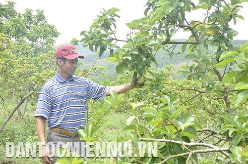 Mô hình trồng dâu tây của Hợp tác xã nông nghiệp dịch vụ thương mại Hợp Thành ở xã Bờ Y, huyện Ngọc Hồi. Ảnh: Văn Phương Anh Nguyễn Xuân Đại - thành viên của Hợp tác xã Rạng Đông, huyện Đăk Tô với mô hình cây ăn quả sản xuất theo công nghệ sạch. Ảnh: Văn Phương