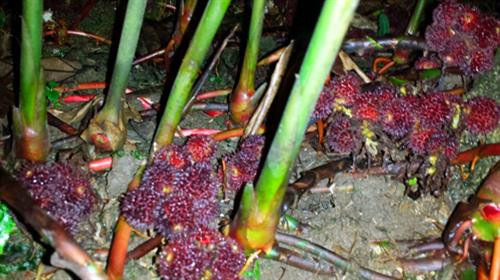 Cây sa nhân - Ảnh: TTXVN