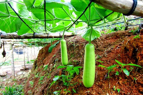 Lợi ích tuyệt vời cho sức khỏe của nước ép bầu tươi ảnh 1 Lợi ích tuyệt vời cho sức khỏe của nước ép bầu tươi ảnh 1