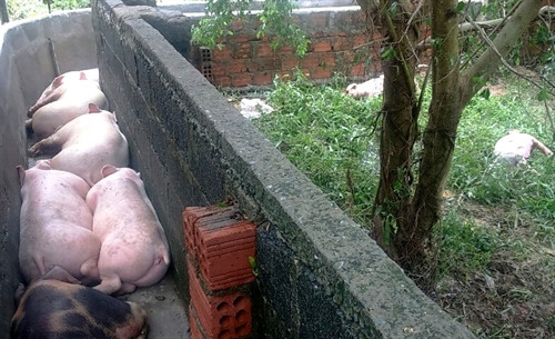 Lợn tại trang trại của chị Đặng Thị Ánh, xã Thuận Đức, thành phố Đồng Hới bị chết do lũ. Trong trận lụt này, trang trại của chị có 1.200 con lợn và 7.00 con gà thịt bị chết, ước tính lên đến 10 tỷ đồng. Lợn tại trang trại của chị Đặng Thị Ánh, xã Thuận Đức, thành phố Đồng Hới bị chết do lũ. Trong trận lụt này, trang trại của chị có 1.200 con lợn và 7.00 con gà thịt bị chết, ước tính lên đến 10 tỷ đồng.