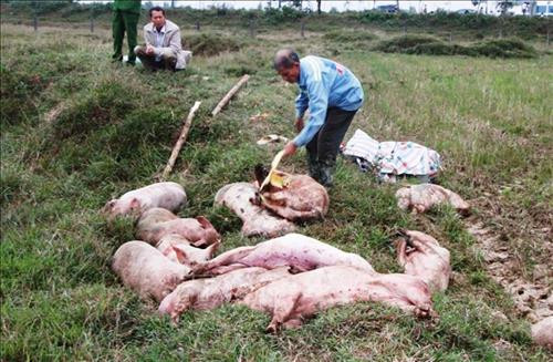 Lợn bị lở mồm long móng được tập kết trước khi cho xuống hố chôn, tiêu hủy. Ảnh: Phan Quân - TTXVN Lợn bị lở mồm long móng được tập kết trước khi cho xuống hố chôn, tiêu hủy. Ảnh: Phan Quân - TTXVN