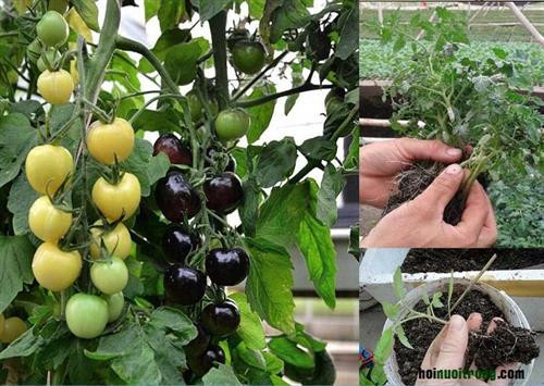 Trồng cà chua đen. Ảnh: nuoitrong123.com Trồng cà chua đen. Ảnh: nuoitrong123.com