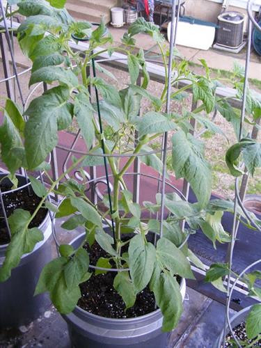 Làm giàn cà chua. Ảnh: nuoitrong123.com Làm giàn cà chua. Ảnh: nuoitrong123.com