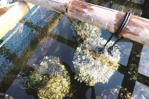 Nhuyễn thể ở Vân Đồn phát triển tốt bởi nước ở đây có dòng chảy đều, phù du lưu thông, ít sóng Nhuyễn thể ở Vân Đồn phát triển tốt bởi nước ở đây có dòng chảy đều, phù du lưu thông, ít sóng