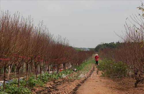 Những cành đào đã lốm đốm ra hoa, phục vụ khách chơi đào sớm. Ảnh: Thành Đạt - TTXVN Dự báo đào Tết năm nay nở muộn, người trồng đào phải rất vất vả chăm sóc để điều chỉnh hoa nở đúng dịp Tết. Ảnh: Thành Đạt - TTXVN Còn gần 1 tháng nữa mới đến Tết, nhưng nhiều gia đình đã mang đào ra phố Lạc Long Quân để bán. Ảnh: Thành Đạt - TTXVN Giống đào "Thất thốn" rất hiếm có giá vài chục triệu, có cây lên đến trăm triệu. Ảnh: Thành Đạt - TTXVN Đa phần các vườn đào Nhật Tân vẫn chưa ra hoa. Ảnh: Thành Đạt - TTXVN Đào Tết xuống phố sớm trên đường Lạc Long Quân. Ảnh: Thành Đạt - TTXVN Trên đường Lạc Long Quân một số chủ vườn đã bày bán đào Tết. Ảnh: Thành Đạt - TTXVN Dự báo đào Tết năm nay nở muộn, người trồng đào phải rất vất vả chăm sóc để điều chỉnh hoa nở đúng dịp Tết. Ảnh: Thành Đạt - TTXVN Những cành đào đã lốm đốm ra hoa, phục vụ khách chơi đào sớm. Ảnh: Thành Đạt - TTXVN Dự báo đào Tết năm nay nở muộn, người trồng đào phải rất vất vả chăm sóc để điều chỉnh hoa nở đúng dịp Tết. Ảnh: Thành Đạt - TTXVN Còn gần 1 tháng nữa mới đến Tết, nhưng nhiều gia đình đã mang đào ra phố Lạc Long Quân để bán. Ảnh: Thành Đạt - TTXVN Giống đào "Thất thốn" rất hiếm có giá vài chục triệu, có cây lên đến trăm triệu. Ảnh: Thành Đạt - TTXVN Đa phần các vườn đào Nhật Tân vẫn chưa ra hoa. Ảnh: Thành Đạt - TTXVN Đào Tết xuống phố sớm trên đường Lạc Long Quân. Ảnh: Thành Đạt - TTXVN Trên đường Lạc Long Quân một số chủ vườn đã bày bán đào Tết. Ảnh: Thành Đạt - TTXVN Dự báo đào Tết năm nay nở muộn, người trồng đào phải rất vất vả chăm sóc để điều chỉnh hoa nở đúng dịp Tết. Ảnh: Thành Đạt - TTXVN