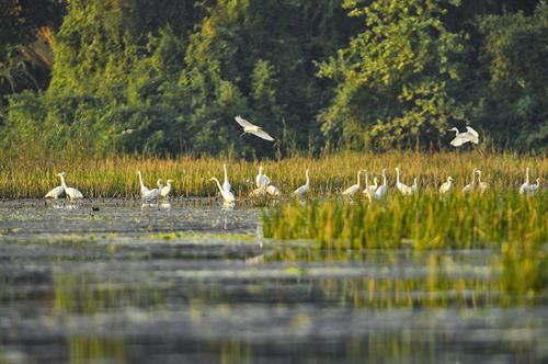 Chiều về trên đầm Vân Long. Cò, vạc và các loại chim nước về đây, sống và kiếm ăn ở hệ sinh thái ngập nước Vân Long vào mùa khô. Mỗi dịp đông đến Vân Long lại tràn ngập sắc trắng của những đàn cò trắng lên đến cả nghìn con bay về trú ngụ tạo nên khung cảnh nên thơ. Hàng nghìn loài chim, cò, vạc các loại tựu về đây, sống chen chúc trên những thảm rừng nguyên sinh trên núi đá vôi, hoặc kiếm sống ở các hệ sinh thái dưới ngập nước… Tiếng kêu của chúng làm xôn xao cả một vùng không gian vốn tĩnh lặng. Mỗi dịp đông đến Vân Long lại tràn ngập sắc trắng của những đàn cò trắng lên đến cả nghìn con bay về trú ngụ ... tạo nên khung cảnh vô cùng nên thơ. Đầm Vân Long Những khu rừng tràm tại Vân Long là nơi trú ngụ của những đàn cò lớn, là nơi ghỉ ngơi của chúng sau mỗi ngày kiếm ăn. Chiều về trên đầm Vân Long. Cò, vạc và các loại chim nước về đây, sống và kiếm ăn ở hệ sinh thái ngập nước Vân Long vào mùa khô. Mỗi dịp đông đến Vân Long lại tràn ngập sắc trắng của những đàn cò trắng lên đến cả nghìn con bay về trú ngụ tạo nên khung cảnh nên thơ. Hàng nghìn loài chim, cò, vạc các loại tựu về đây, sống chen chúc trên những thảm rừng nguyên sinh trên núi đá vôi, hoặc kiếm sống ở các hệ sinh thái dưới ngập nước… Tiếng kêu của chúng làm xôn xao cả một vùng không gian vốn tĩnh lặng. Mỗi dịp đông đến Vân Long lại tràn ngập sắc trắng của những đàn cò trắng lên đến cả nghìn con bay về trú ngụ ... tạo nên khung cảnh vô cùng nên thơ. Đầm Vân Long Những khu rừng tràm tại Vân Long là nơi trú ngụ của những đàn cò lớn, là nơi ghỉ ngơi của chúng sau mỗi ngày kiếm ăn.