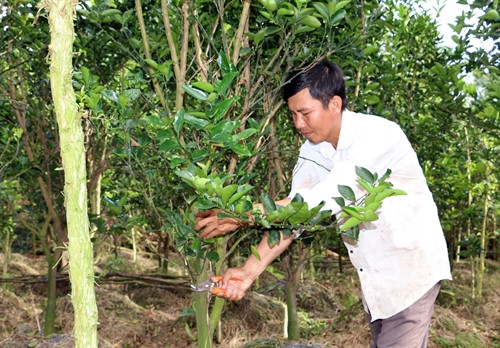 Anh Phan Văn Chung chăm sóc vườn cam Anh Phan Văn Chung chăm sóc vườn cam