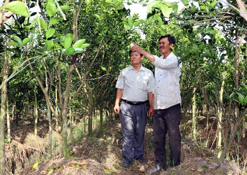 Anh Phan Văn Chung là đại diện duy nhất của tỉnh Vĩnh Long được Trung ương Hội Nông dân Việt Nam tặng danh hiệu “Nông dân Việt Nam xuất sắc 2016”. Anh Phan Văn Chung là đại diện duy nhất của tỉnh Vĩnh Long được Trung ương Hội Nông dân Việt Nam tặng danh hiệu “Nông dân Việt Nam xuất sắc 2016”.